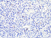Immunology Antibodies 2 Anti-CD86 Antibody CAB2353