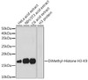 Epigenetics and Nuclear Signaling Antibodies 3 Anti-DiMethyl-Histone H3-K9 Antibody CAB2359