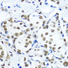 Epigenetics and Nuclear Signaling Antibodies 3 Anti-TriMethyl-Histone H3-K79 Antibody CAB2369