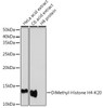 Cell Biology Antibodies 8 Anti-DiMethyl-Histone H4-K20 Antibody CAB2371