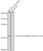 Epigenetics and Nuclear Signaling Antibodies 3 Anti-Symmetric DiMethyl-Histone H3-R8 Antibody CAB2374