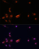 Cell Cycle Antibodies 1 Anti-BRCA2 Antibody CAB2435