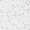 Cell Biology Antibodies 8 Anti-c-Fos Antibody CAB2444