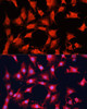 Cell Biology Antibodies 8 Anti-mTOR Antibody CAB2445