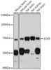 Epigenetics and Nuclear Signaling Antibodies 3 Anti-SOX9 Antibody CAB2479