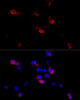 Developmental Biology Anti-FLNB Antibody CAB2481