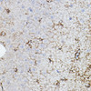 Neuroscience Anti-CHAT Antibody CAB2495