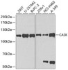 Cell Biology Antibodies 8 Anti-CASK Antibody CAB2501