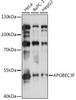 Immunology Antibodies 2 Anti-APOBEC3F Antibody CAB2507