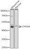 Metabolism Antibodies 2 Anti-CYP3A4 Antibody CAB2544