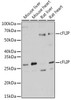 Cell Death Antibodies 1 Anti-cFLIP Antibody CAB2555