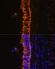 Immunology Antibodies 2 Anti-KRT7 Antibody CAB2574