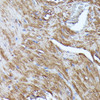 Cell Cycle Antibodies 1 Anti-N-WASP Antibody CAB2576