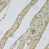 Cell Cycle Antibodies 1 Anti-PRNP Antibody CAB2583