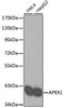 KO Validated Antibodies 1 Anti-APEX1 Antibody CAB2587KO Validated