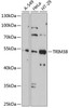 Immunology Antibodies 2 Anti-TRIM38 Antibody CAB2600