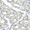 Cell Biology Antibodies 8 Anti-MAPKBP1 Antibody CAB2626