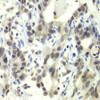 Cell Cycle Antibodies 1 Anti-E2F6 Antibody CAB2718