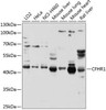 Cell Biology Antibodies 8 Anti-CFHR1 Antibody CAB2743