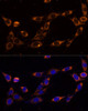 Cell Biology Antibodies 8 Anti-TRAP1 Antibody CAB2748