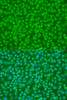 Cell Biology Antibodies 8 Anti-PTPN11 Antibody CAB2793