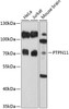 Cell Biology Antibodies 8 Anti-PTPN11 Antibody CAB2793