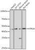 Developmental Biology Anti-HTR1A Antibody CAB2801