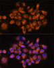 Cell Biology Antibodies 8 Anti-ADRA2A Antibody CAB2809