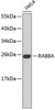 Western blot analysis of extracts of HeLa cells, using RAB8A antibody . Secondary antibody: HRP Goat Anti-Rabbit IgG (H+L) at 1:10000 dilution. Lysates/proteins: 25ug per lane. Blocking buffer: 3% nonfat dry milk in TBST.