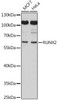 Developmental Biology Anti-RUNX2 Antibody CAB2851