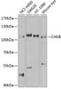 Cell Biology Antibodies 8 Anti-CHGB Antibody CAB2864