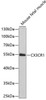 Immunology Antibodies 2 Anti-CX3CR1 Antibody CAB2890
