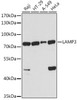 Immunology Antibodies 2 Anti-LAMP3 Antibody CAB2895