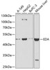Developmental Biology Anti-EDA Antibody CAB2905