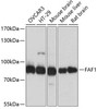 Cell Death Antibodies 1 Anti-FAF1 Antibody CAB2921