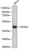 Epigenetics and Nuclear Signaling Antibodies 3 Anti-FOXD3 Antibody CAB2926