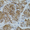 Cell Biology Antibodies 8 Anti-CLDN3 Antibody CAB2946