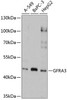 Cell Biology Antibodies 8 Anti-GFRA3 Antibody CAB2955