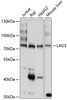 Immunology Antibodies 2 Anti-LAG3 Antibody CAB2996