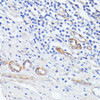 Cell Biology Antibodies 8 Anti-MADCAM1 Antibody CAB3005