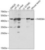 Cell Cycle Antibodies 1 Anti-PARD6A Antibody CAB3064