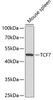 Epigenetics and Nuclear Signaling Antibodies 3 Anti-TCF7 Antibody CAB3091
