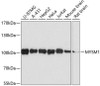 Epigenetics and Nuclear Signaling Antibodies 3 Anti-MYSM1 Antibody CAB3102