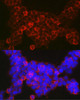 Epigenetics and Nuclear Signaling Antibodies 3 Anti-NFATC2 Antibody CAB3107