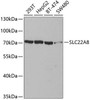 Cell Biology Antibodies 8 Anti-SLC22A8 Antibody CAB3119