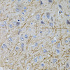 Neuroscience Anti-SLC32A1 Antibody CAB3129