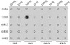 Epigenetics and Nuclear Signaling Antibodies 3 Anti-MonoMethyl-Histone H3-R8 Antibody CAB3156