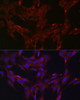 Cell Biology Antibodies 8 Anti-DUSP6 Antibody CAB3171