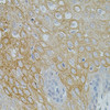 Cell Biology Antibodies 8 Anti-NTF3 Antibody CAB3179