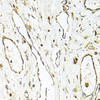 Cell Biology Antibodies 8 Anti-CD31/PECAM1 Antibody CAB3181